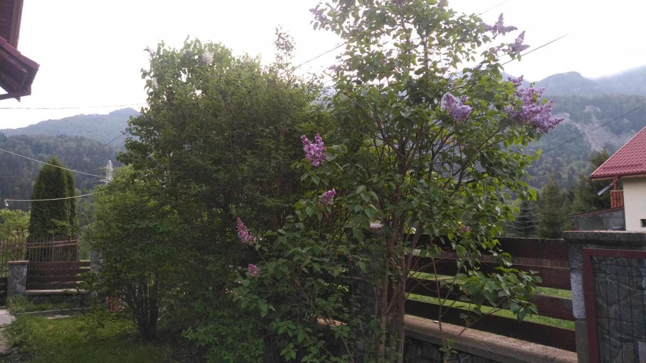 Poiana Dintre Brazi Chalet, Bucegi Panorama Синая Экстерьер фото
